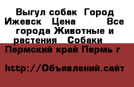 Выгул собак. Город Ижевск › Цена ­ 150 - Все города Животные и растения » Собаки   . Пермский край,Пермь г.